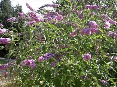 Buddleia de David (ou arbre à papillons) 